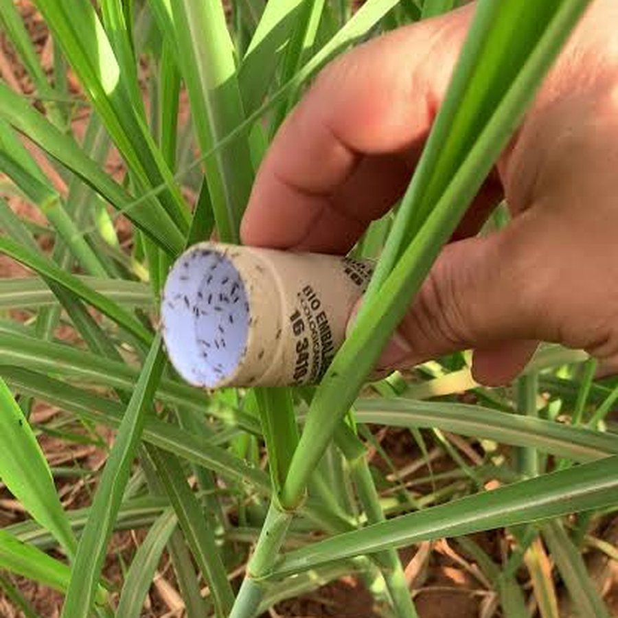 Cápsula de papelão biodegradável de Cotesia flavipes segurada em um talhão de cana, com as micro vespas já emergidas sobre a tampa