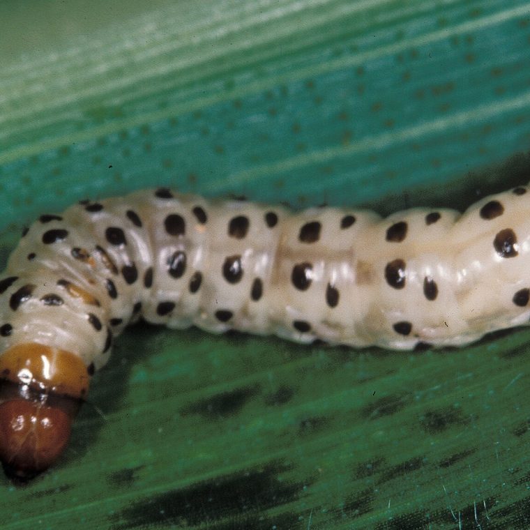Larva da broca da cana-de-açúcar
