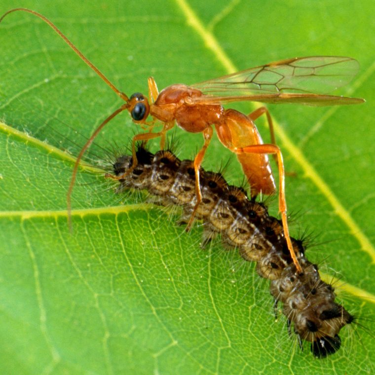 Vespa parasitoide sobre lagarta