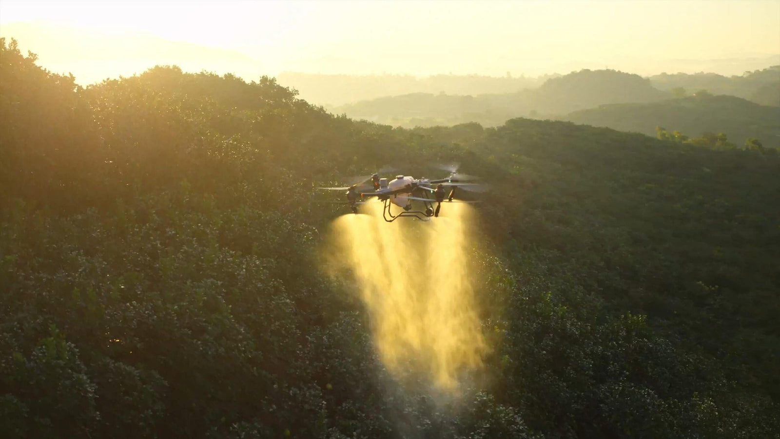 Drone agrícola DJI Agras T50 pulverizando ao entardecer