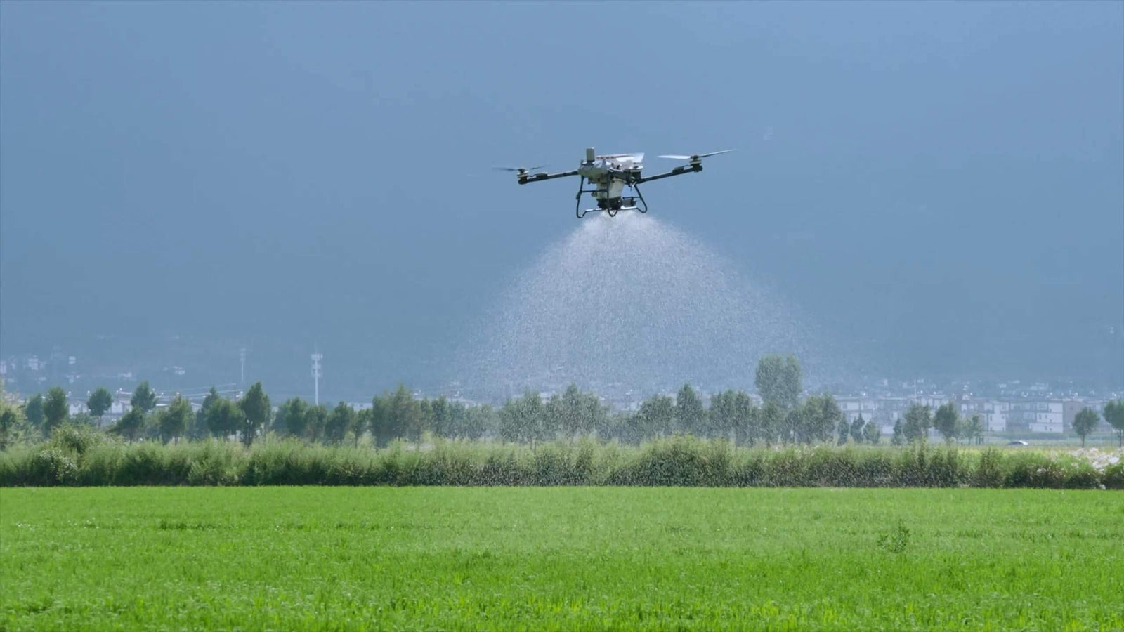 Drone agrícola DJI Agras T70P pulverizando lavoura