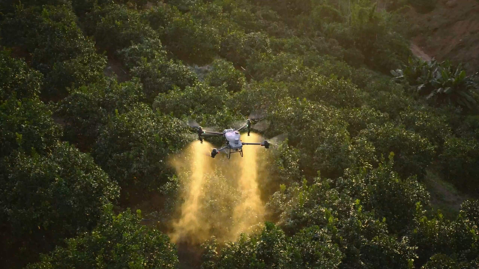 Drone agrícola DJI Agras T50 pulverizando pomar