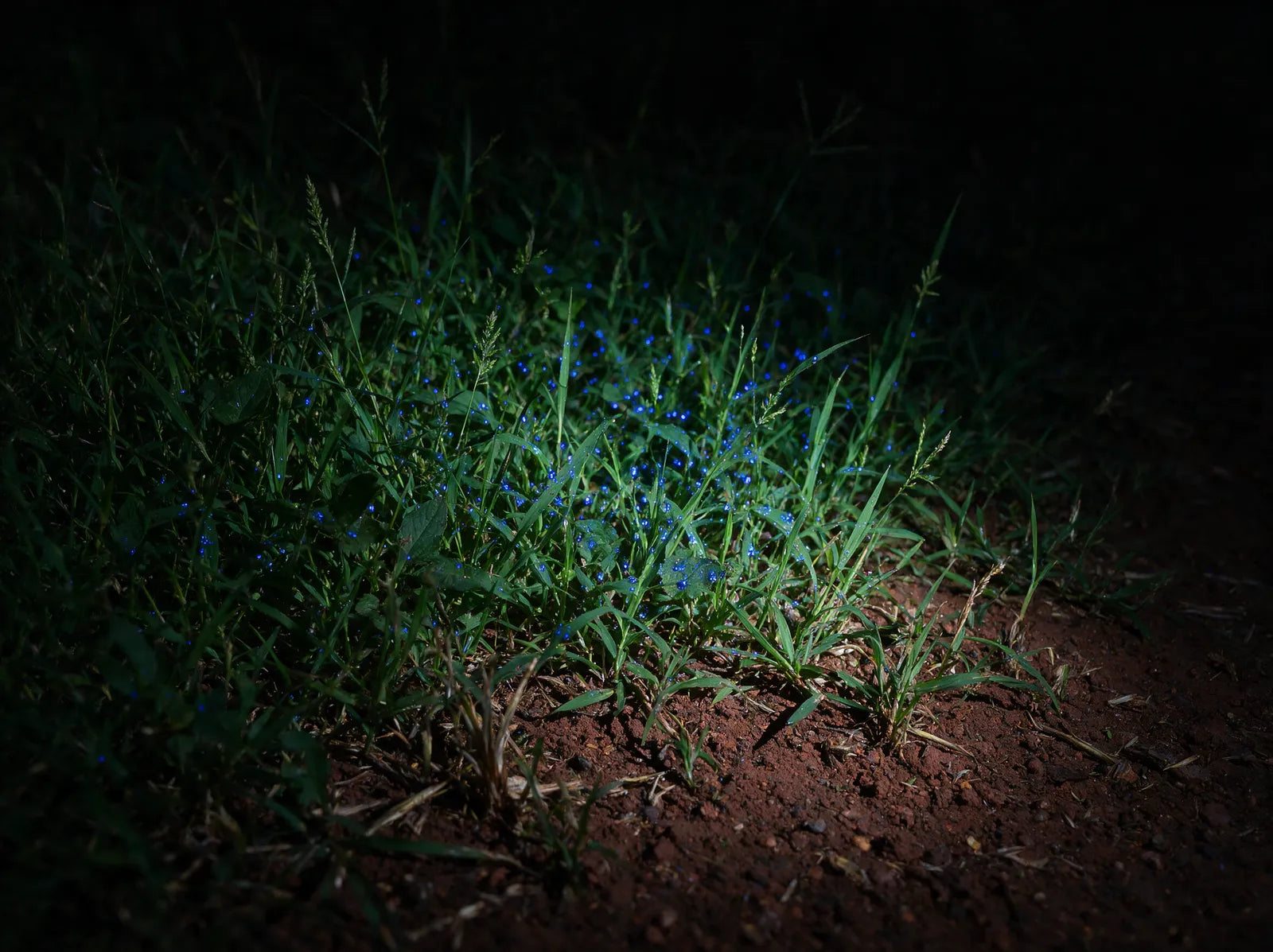 Vegetação da beira do carreador à noite com gotas fluorescentes fora da área da cultura