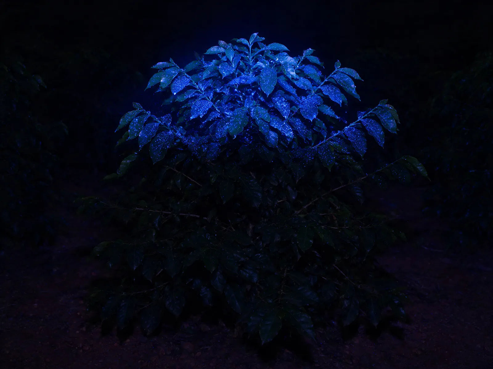 Cafeeiro à noite com o topo iluminado em azul e o baixeiro completamente escuro
