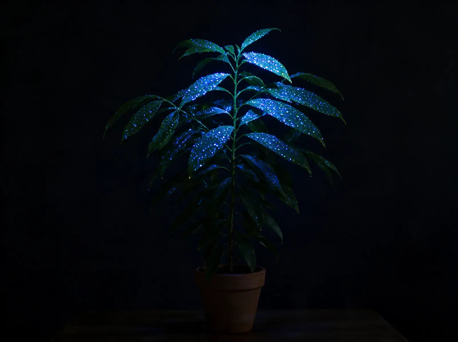 Planta em vaso em ambiente escuro com a parte superior iluminada em azul