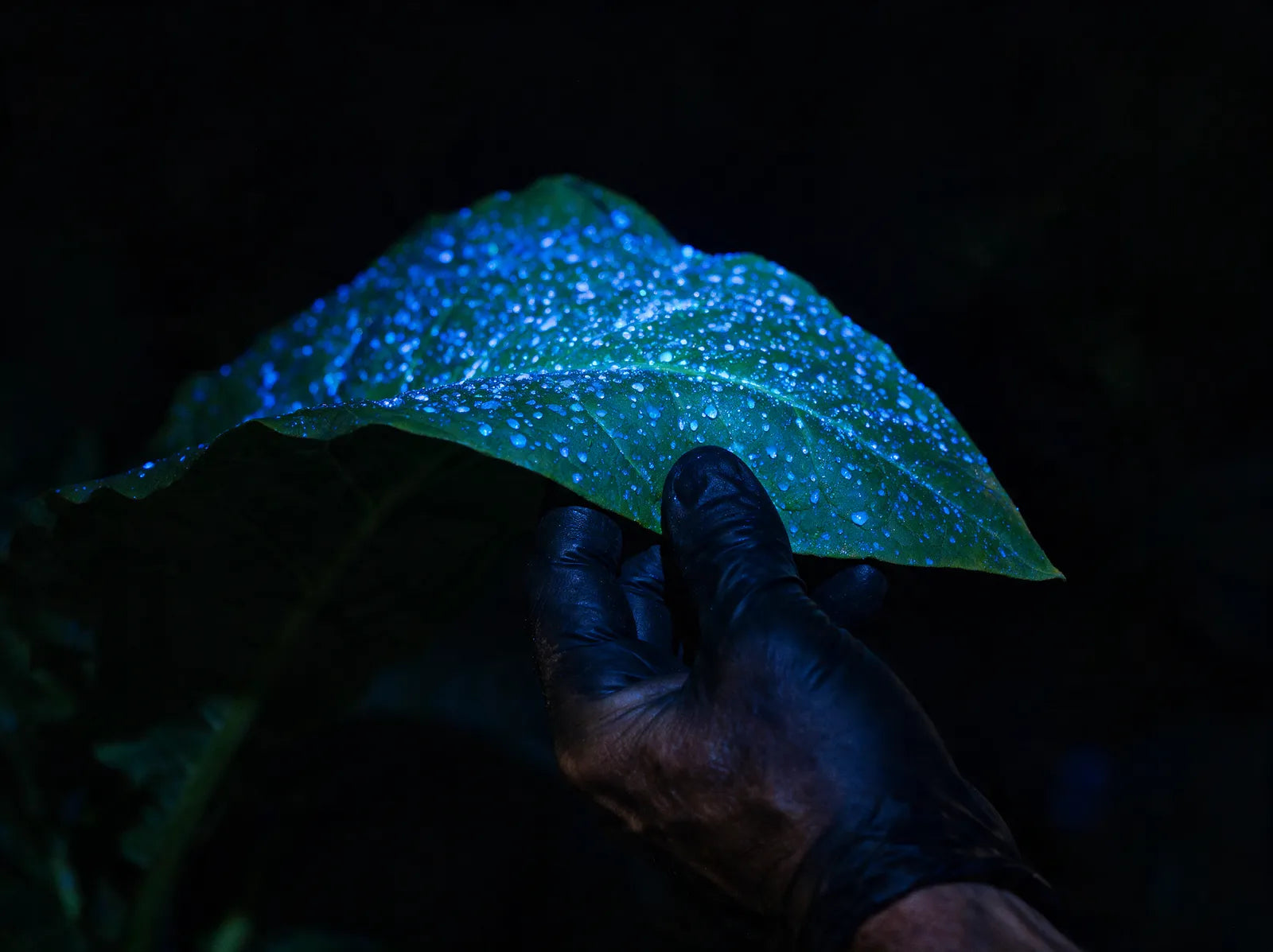 Mão erguendo uma folha à noite: a face superior iluminada e a inferior escura