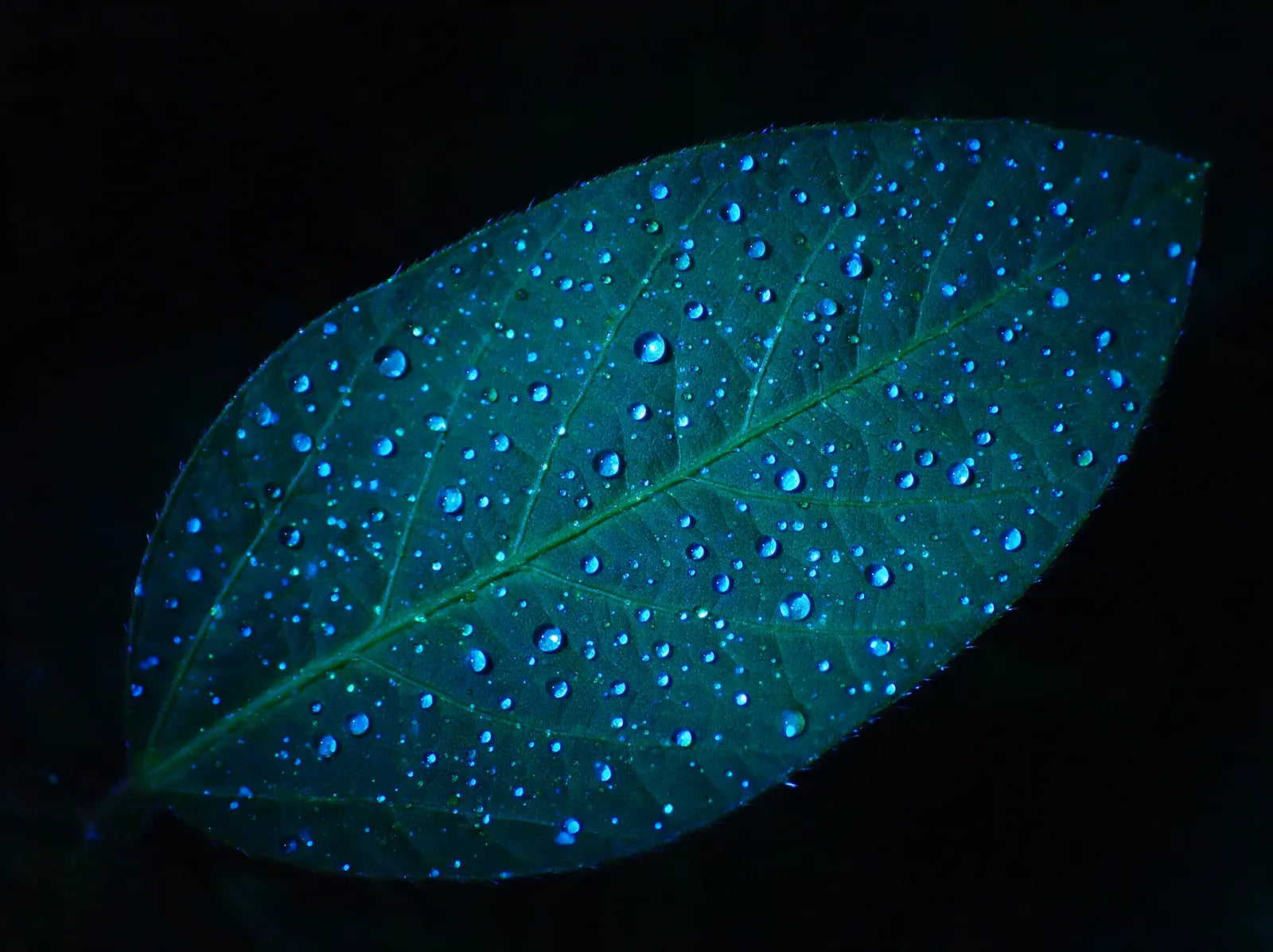 Detalhe de folha sob luz negra com centenas de gotas fluorescentes azuis