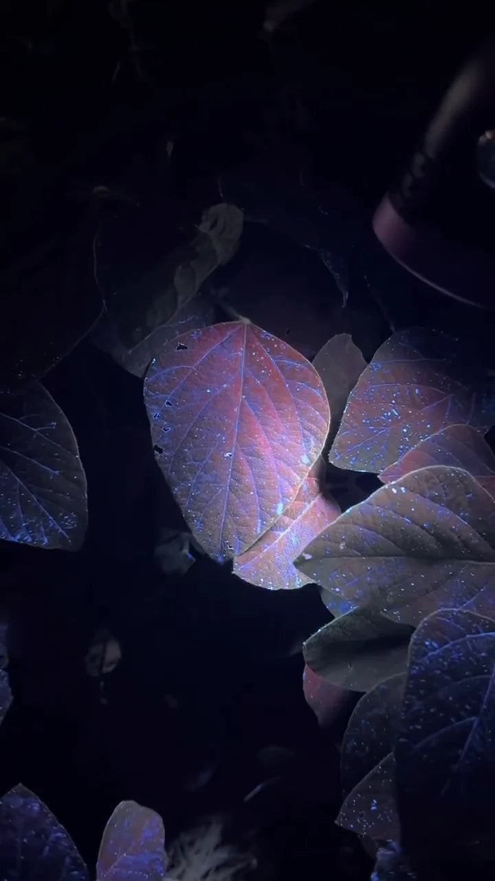 Folhas sob luz negra com gotas fluorescentes azuis, fotografia de campo da Unit