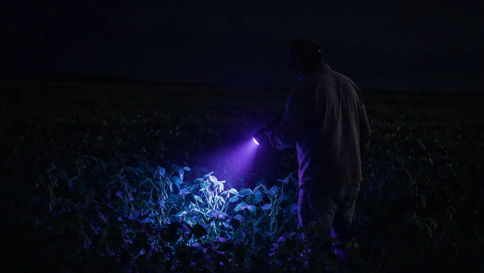 Produtor à noite com a lanterna de luz negra apontada para um trecho da lavoura