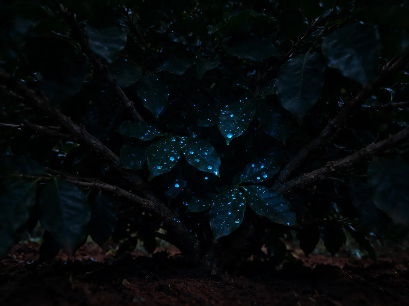 Interior da saia do cafeeiro à noite com poucas gotas iluminadas nas folhas internas